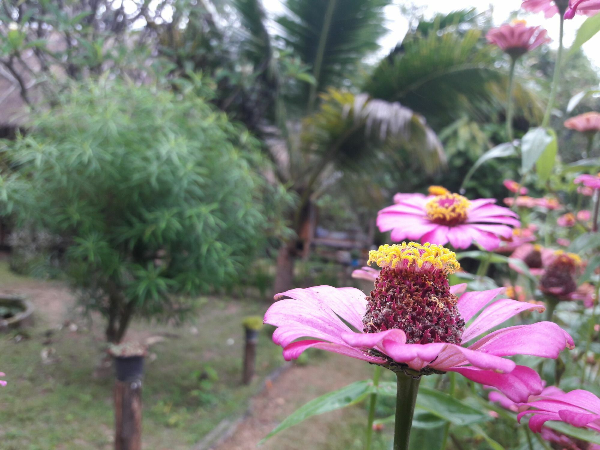 Nusha Homestay Pai Luaran gambar
